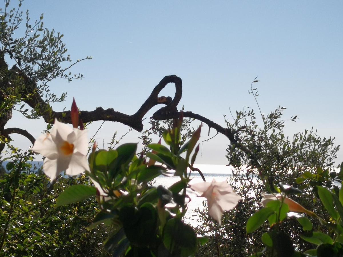 Florinda Lemon'S Suite Cervo Exteriér fotografie